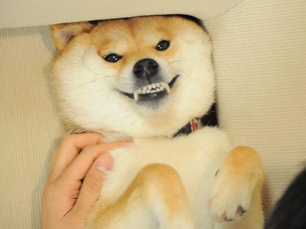 Such angry shibe inu picture