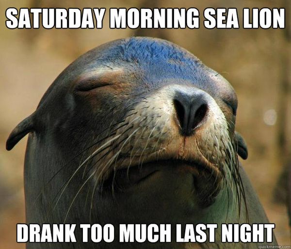 Saturday morning sea lion drank too much last night.