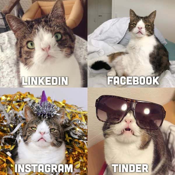 Cute Cat Memes 1