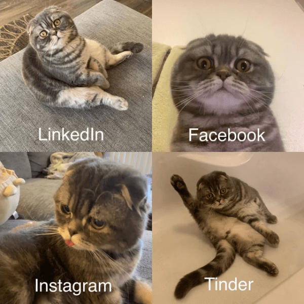 Cute Cat Memes 8