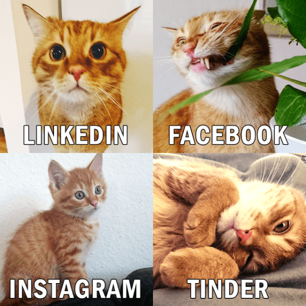 Cute Cat Memes 9