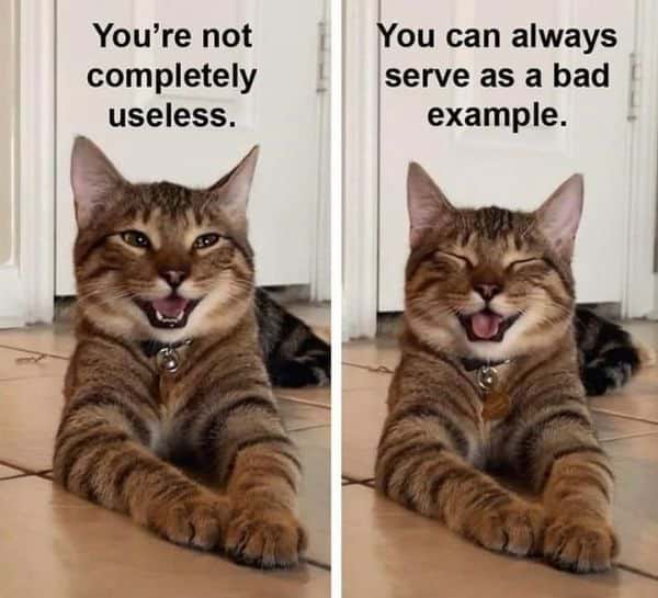 Good Cat Memes 4