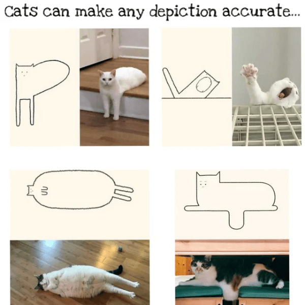 Good Cat Memes 6