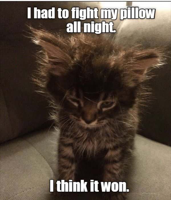 Really Funny Kitten Memes 2