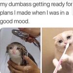 Hilarious Cat Memes to Make You Laugh Right Meow