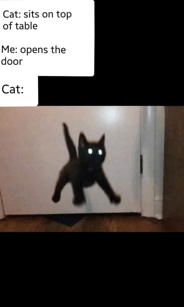 Really Funny Kitten Memes 8