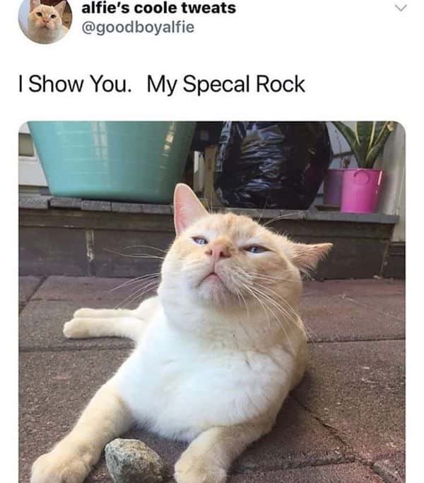 Weird Positive Cat Memes 1