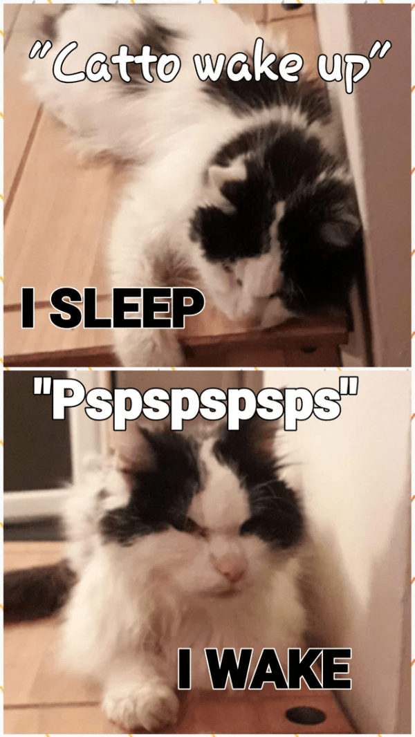 Weird Positive Cat Memes 2