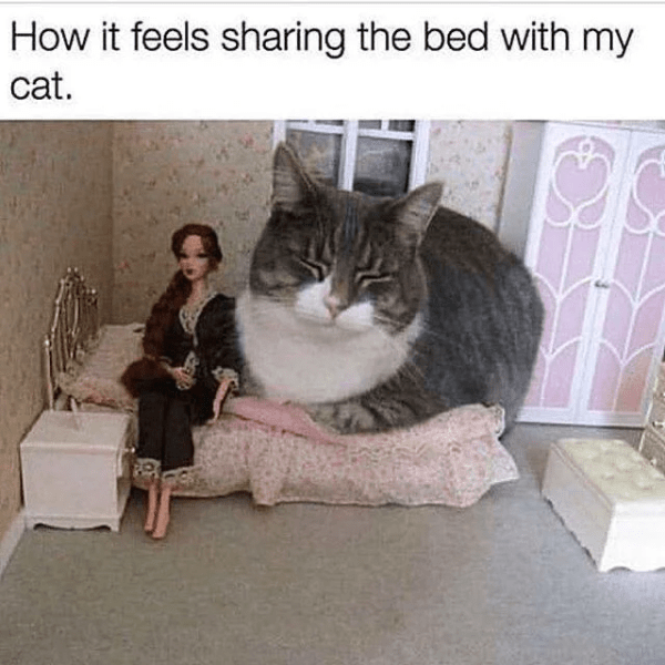 Weird Positive Cat Memes 8