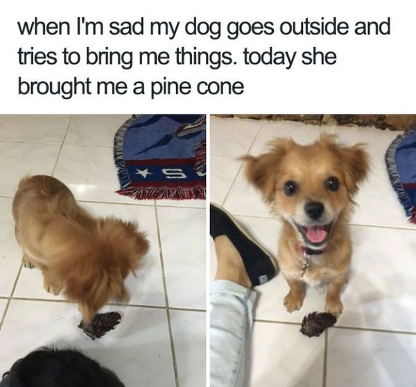 Remarkable adorable dog memes