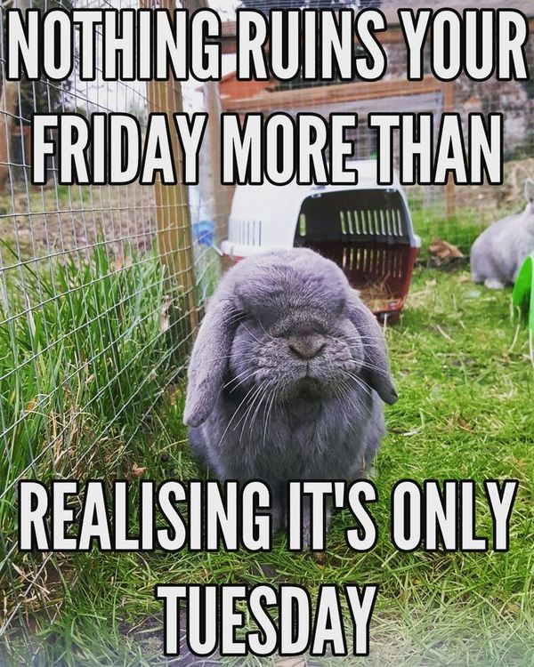 best funny tuesday meme