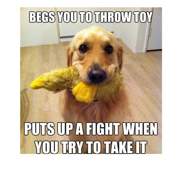 Dog Memes - Funny Pictures with Dogs and Puppy