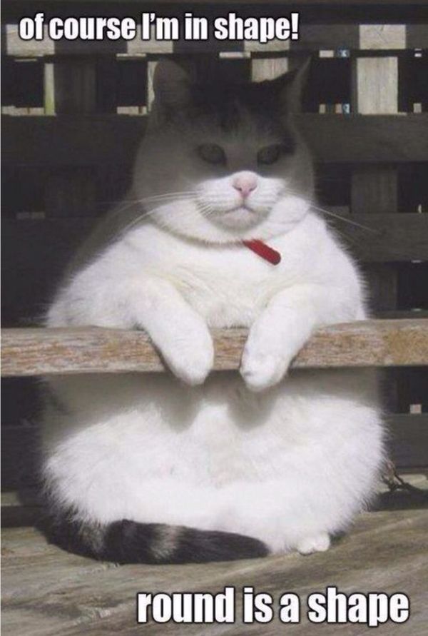 Pretty cute fat cat meme