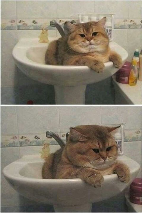 Awesome cute fat cat meme
