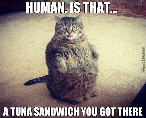 Superior cute fat cat meme