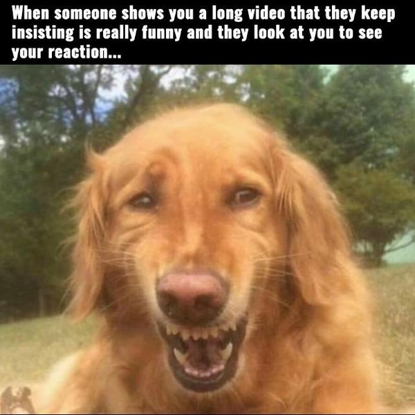 Dog Memes - Funny Pictures with Dogs and Puppy