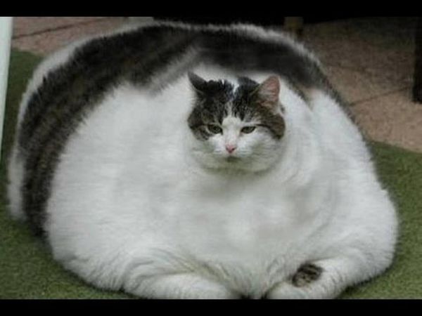 Fantastic fat cat images