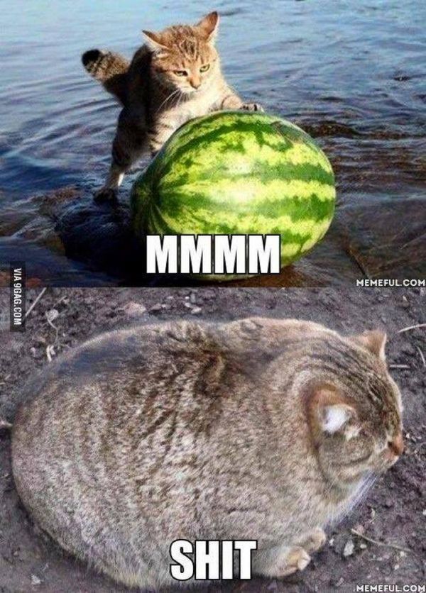 Fat Cat Meme - Funny Fat Cat Pictures with Quotes