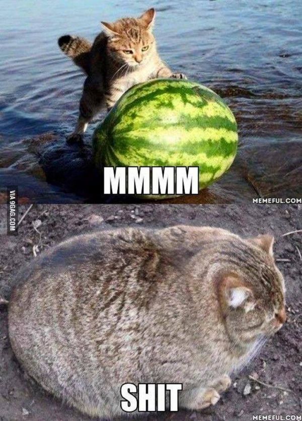 Best Fat Cat Memes - Funny Fat Cat Pictures with Quotes