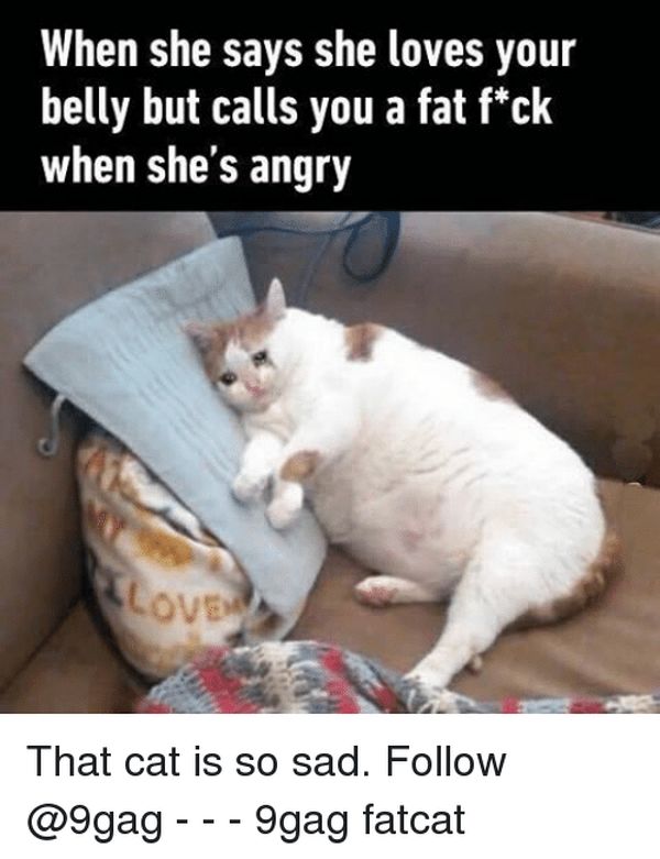Outstanding fat kitten meme