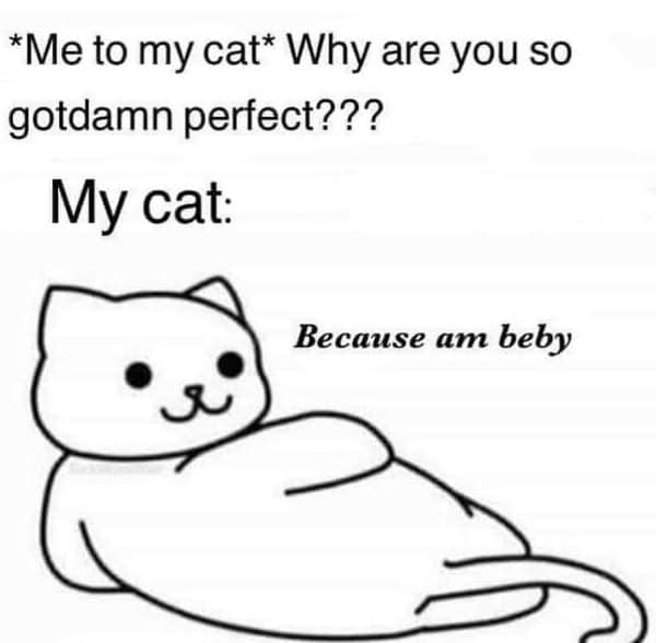 funniest cat memes ever 2