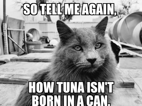 funniest cat memes ever 5