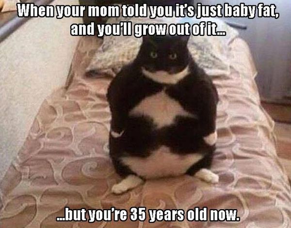 Awesome funny fat cat memes