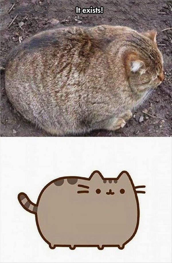 Cool funny fat cat memes