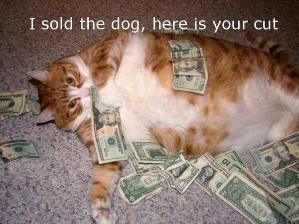 Jolly funny fat cat pictures captions
