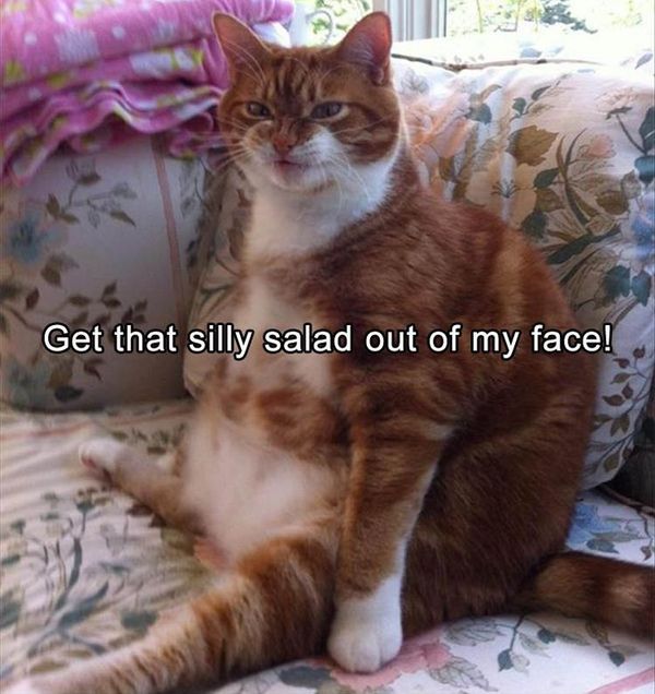 Awesome funny fat cat pictures captions
