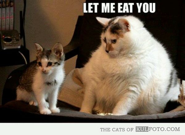 Exciting funny fat kitty pictures