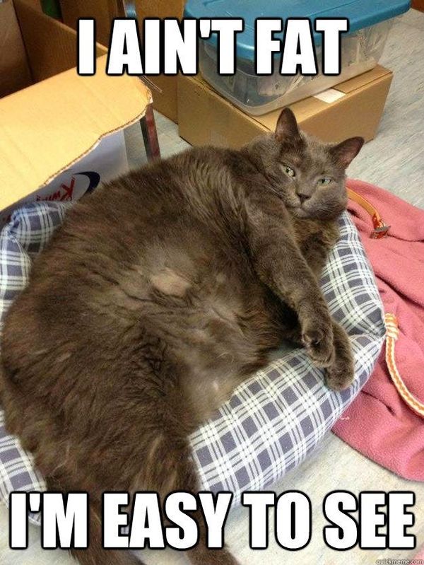 Perfect funny fat kitty pictures