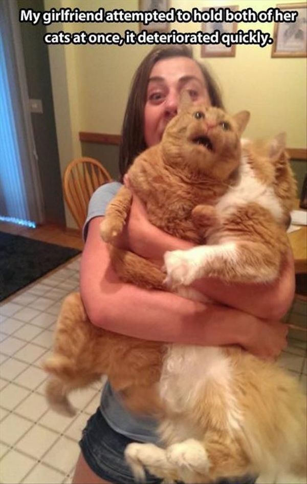 Good funny fat kitty pictures