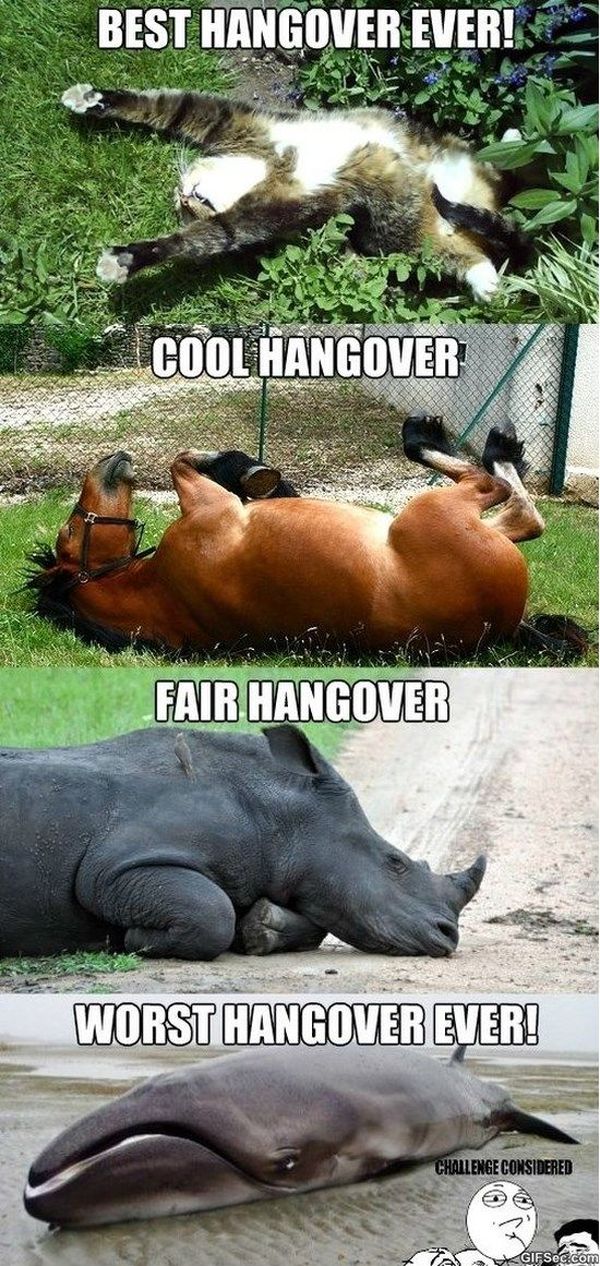 Hangover Memes - Funny Hang Over Pics