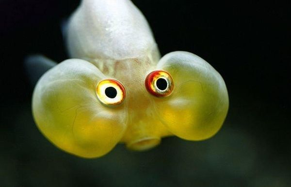 Interesting funny pictures of fish