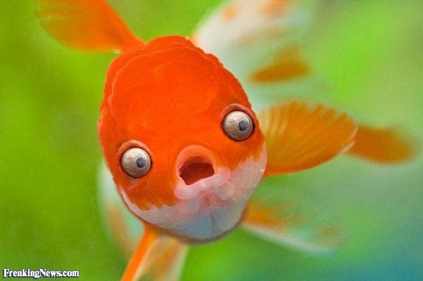 Magnificent funny pictures of fish