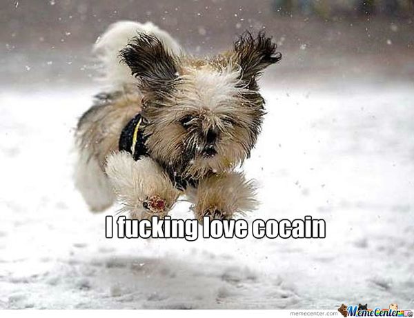 Perfect happy dog meme