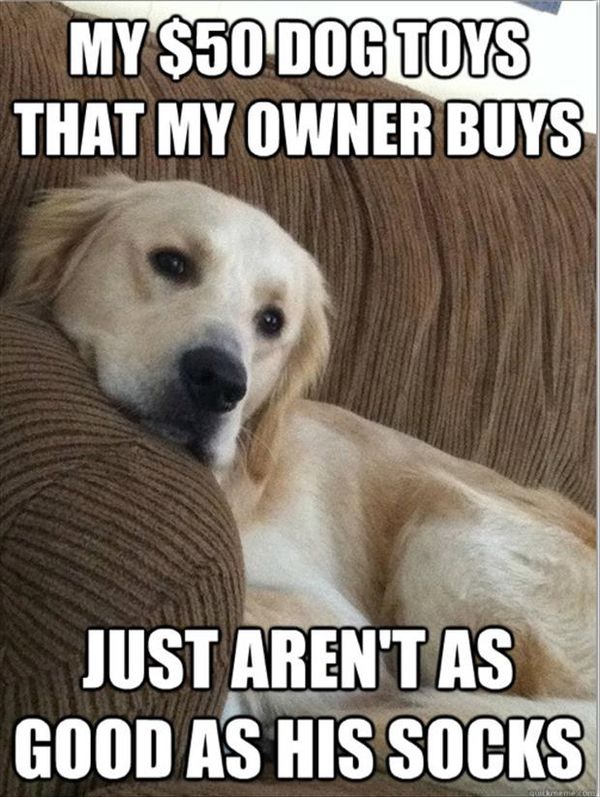 Marvelous new good dog meme