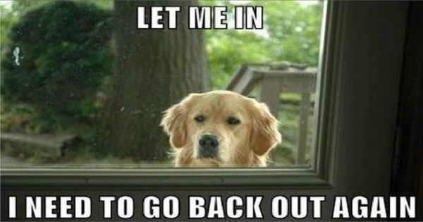 Dog Memes - Funny Pictures with Dogs and Puppy