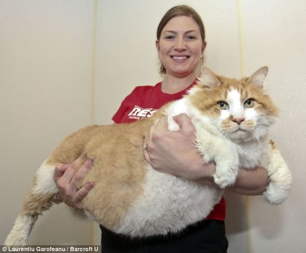 Great pictures of big fat cats