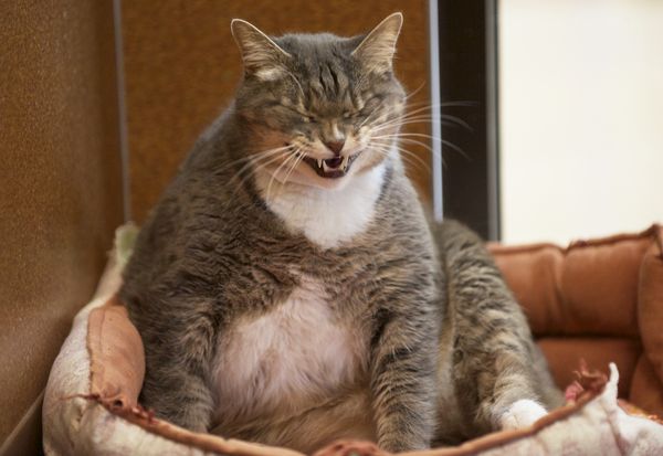 Awesome pictures of big fat cats