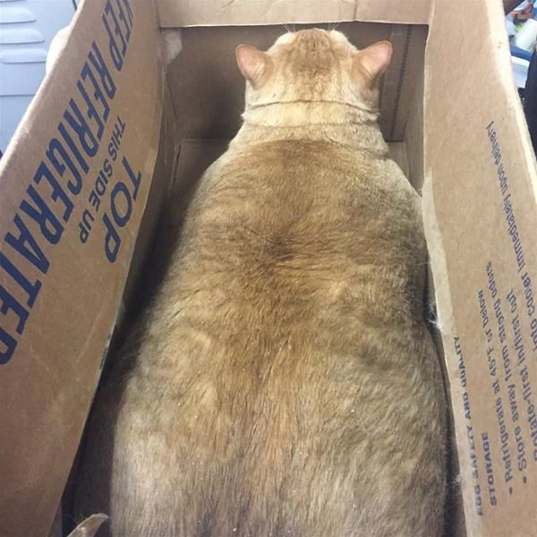 Popular pictures of really fat cats