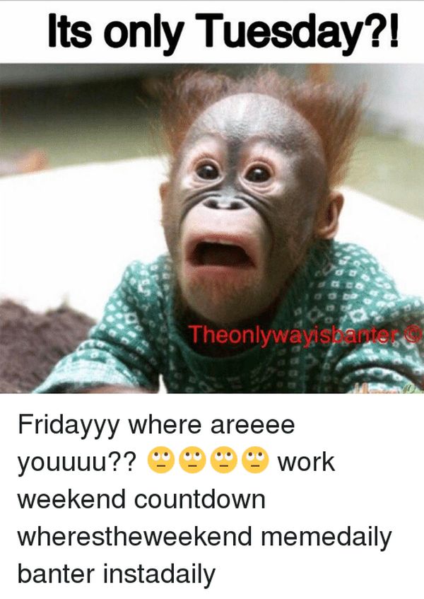 Happy Tuesday Funny Work Memes Funny Tuesday Work Ima - vrogue.co