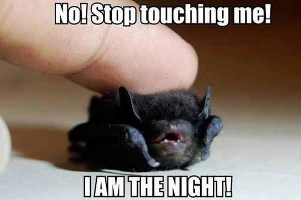 Funny Pictures for Good Night 4