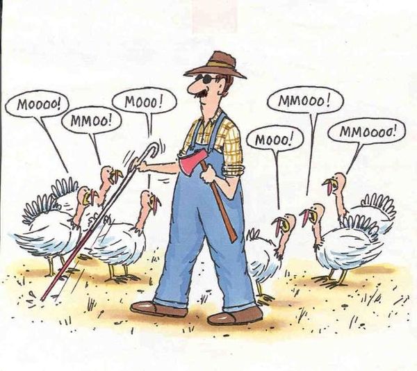 Funny-Pictures-for-Happy-Thanksgiving-1 width=