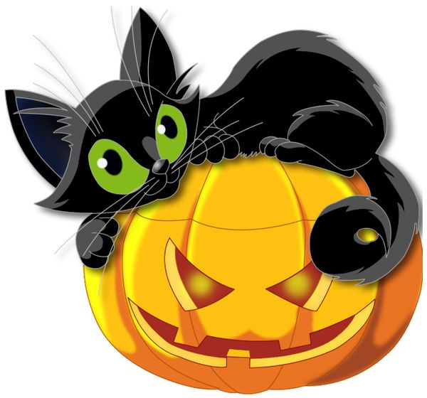 Spooky-Photos-with-Halloween-Cat-3 width=