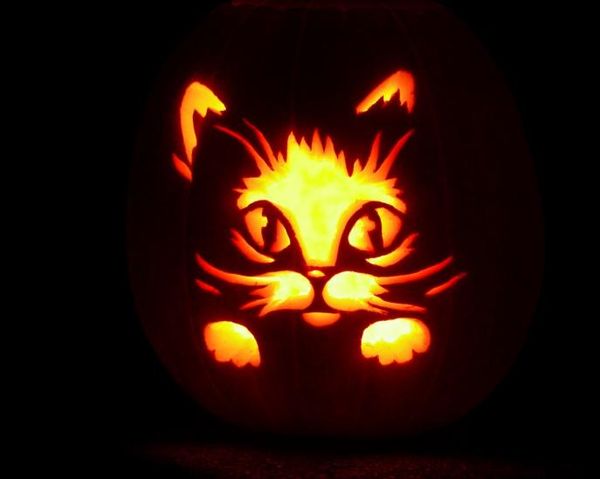 Spooky-Photos-with-Halloween-Cat-4 width=