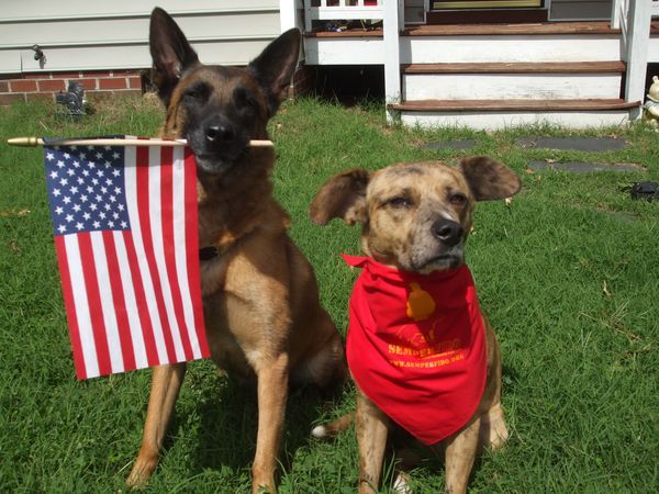 Symbolical Pictures with Dogs for Veterans Day 4