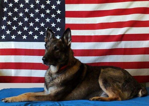 Symbolical Pictures with Dogs for Veterans Day 5
