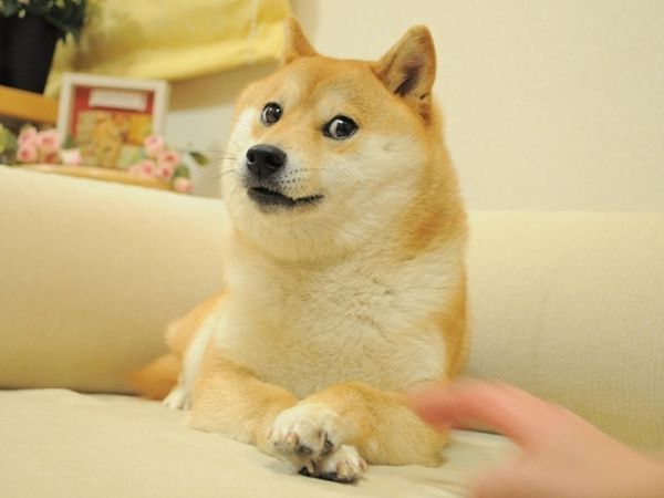 Doge Meme 1